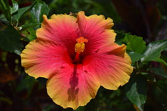 Vibrant Red and Yellow Hibiscus Flower in Sunlight