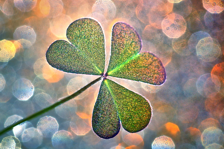 Four-leaf clover with bokeh background