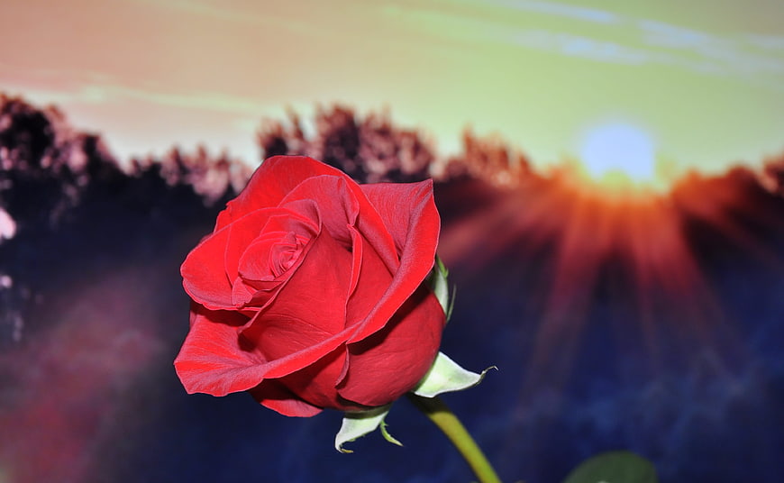 Red Rose Against Dramatic Sunset Background