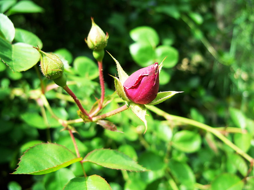 Close-up of a vibrant magenta rosebud on a green bush