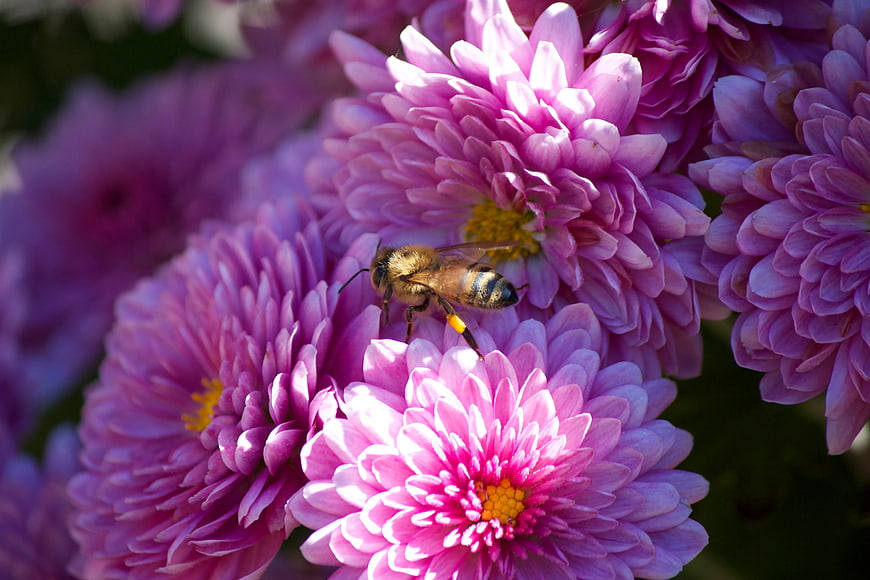 Honeybee Pollinating Pink Chrysanthemums in Sunlight