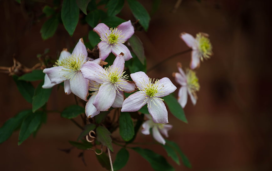 Pale Pink Clematis Flowers with Yellow Centers
