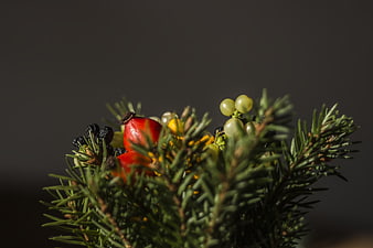 Close-up of pine branch with red and green berries
