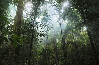 Sunbeams filtering through misty tropical rainforest canopy