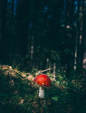 Red Fly Agaric Mushroom in Dark Forest