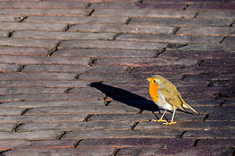 European Robin Standing on Wooden Deck Planks
