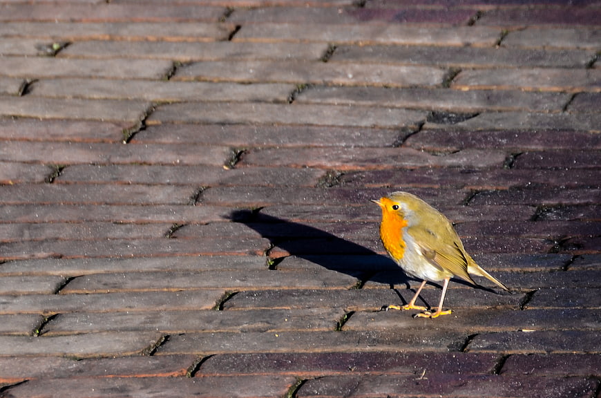 European Robin Standing on Wooden Deck Planks