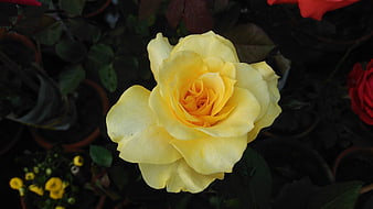 Close-up of a vibrant yellow rose in a garden