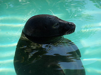 Close-up of a seal swimming in turquoise water