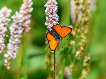 Orange Butterfly on Pink Wildflower in Green Meadow