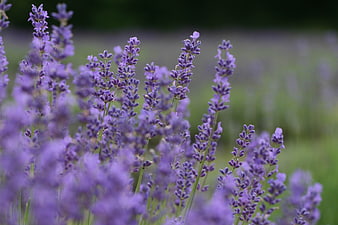 Close-up of blooming purple lavender flowers in a field