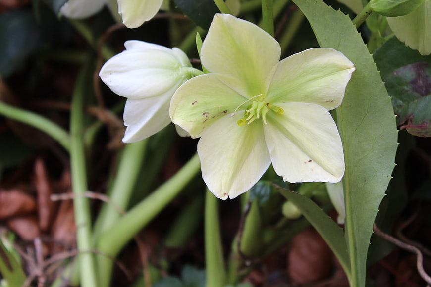 Close-up of white hellebore flower with green leaves