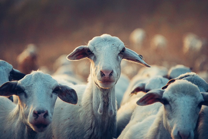 Close-up of Curious White Sheep in a Flock at Sunset