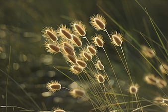 Golden Backlit Bunny Tail Grass in Summer Field
