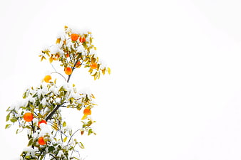 Snow-covered orange tree branches against white background