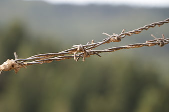 Close-up of rusty barbed wire against blurred green background