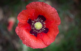 Close-up of a red poppy flower with water droplets