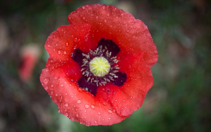 Close-up of a red poppy flower with water droplets
