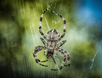 Close-up of Orb Weaver Spider Eating Prey on Web