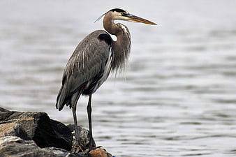 Great Blue Heron Standing on Rocks by Water