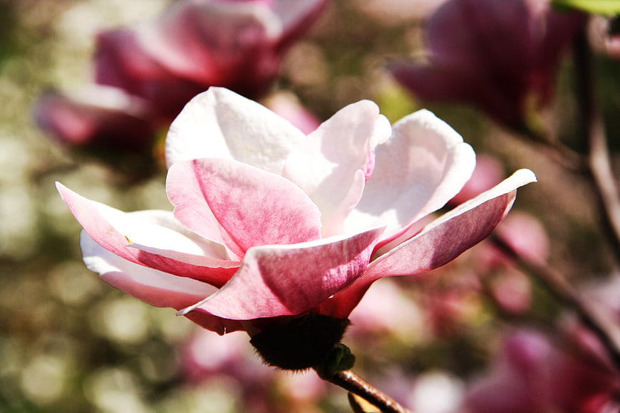 Close-up of Pink and White Magnolia Flower in Spring