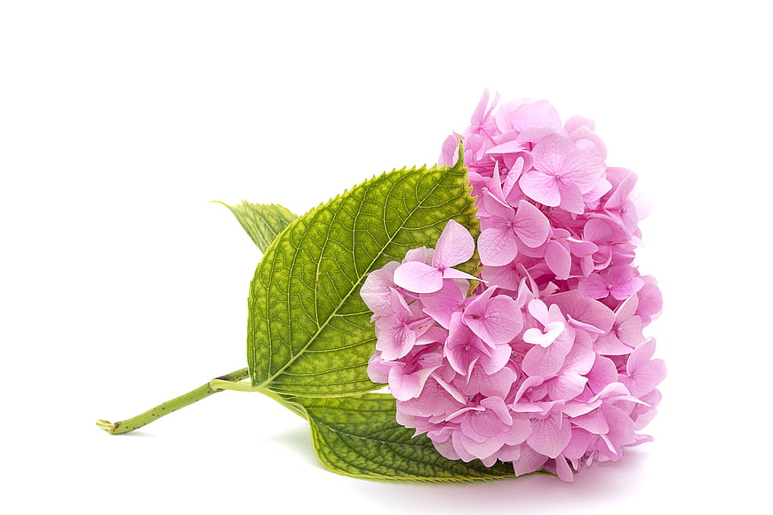 Pink Hydrangea Flower with Green Leaf on White Background