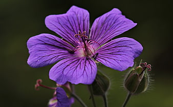 Purple Cranesbill Flower Macro Close Up