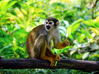 Squirrel Monkey Eating on Tree Branch in Jungle