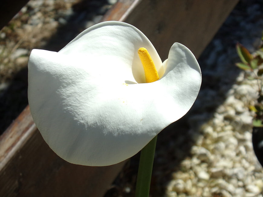 Close-up of a white calla lily flower in sunlight