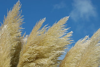 Golden pampas grass plumes swaying against a blue sky