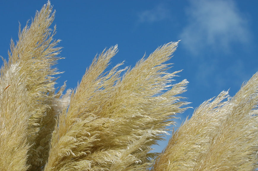 Golden pampas grass plumes swaying against a blue sky