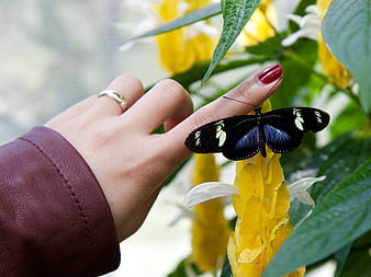 Black Longwing Butterfly Resting on Woman's Finger