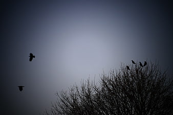 Silhouettes of birds in flight and perched on bare branches against a twilight sky
