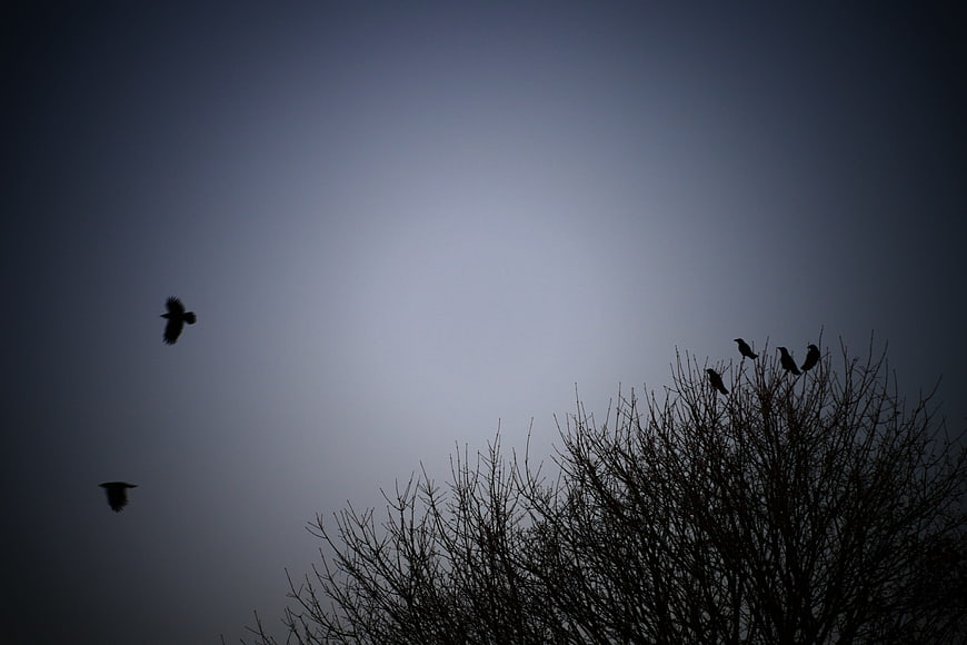 Silhouettes of birds in flight and perched on bare branches against a twilight sky