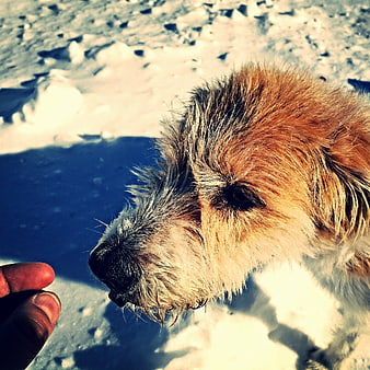 Close-up of scruffy terrier dog sniffing fingers in snow