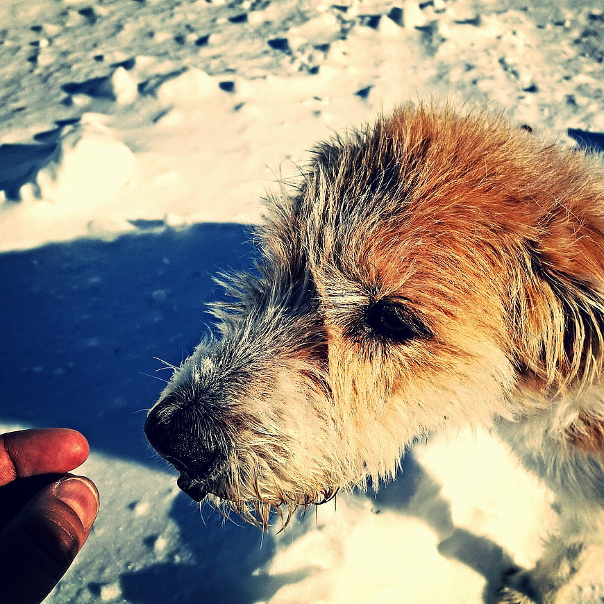 Close-up of scruffy terrier dog sniffing fingers in snow