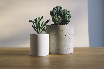 Two Concrete Planters With Succulents On Wooden Table