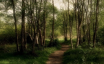 Mystical forest path with tall trees and sunlight in Japan