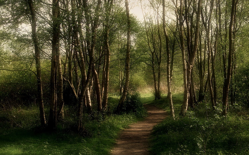 Mystical forest path with tall trees and sunlight in Japan