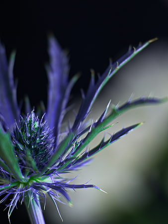 Close-up of Spiky Purple Sea Holly Flower Bud