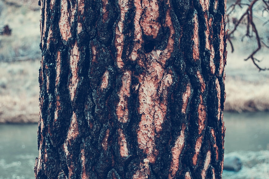 Close-up of textured pine tree bark with blurred river background