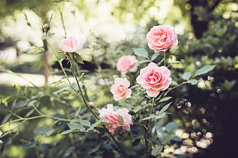 Soft pink roses blooming in a sunlit garden with bokeh