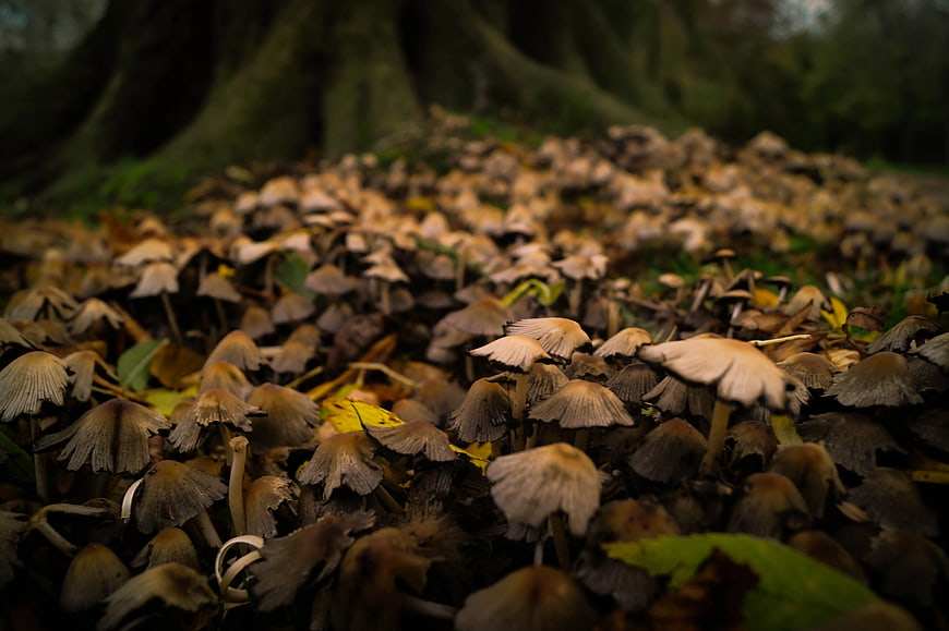 Field of small brown mushrooms in a forest
