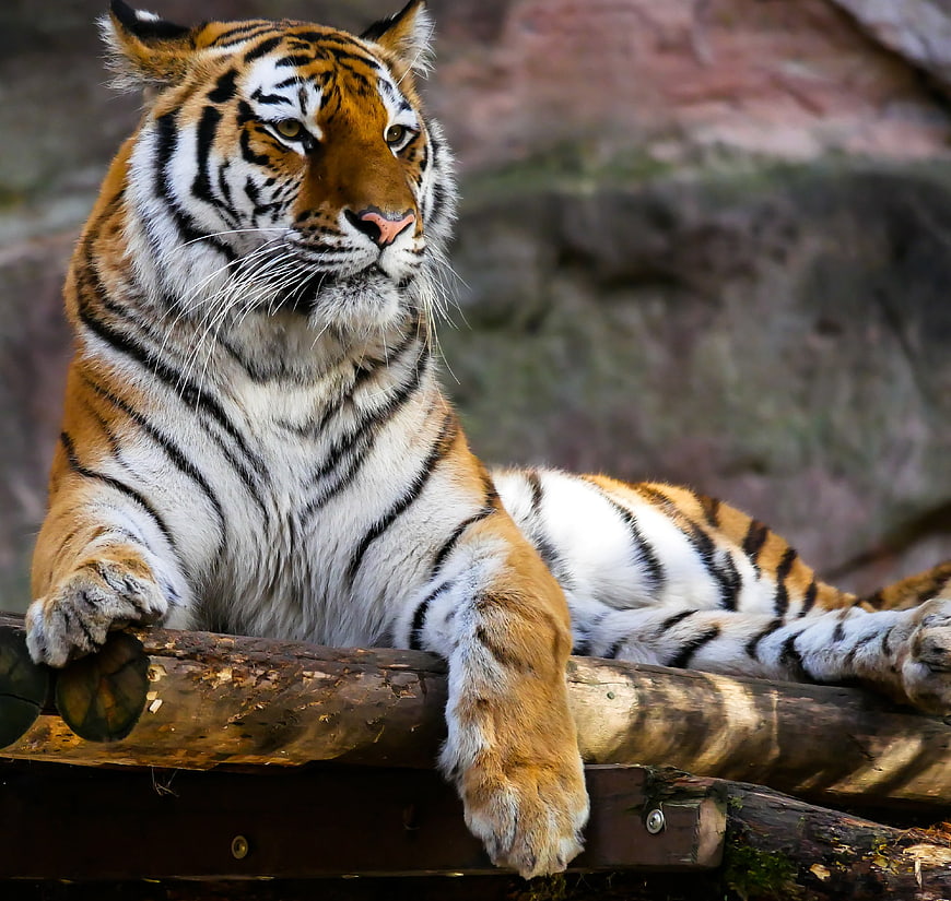 Close-up portrait of a resting tiger lying on a wooden log