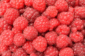 Close-up of fresh ripe red raspberries filling the frame