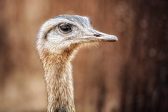 Close-up portrait of a Greater Rhea head and neck in profile