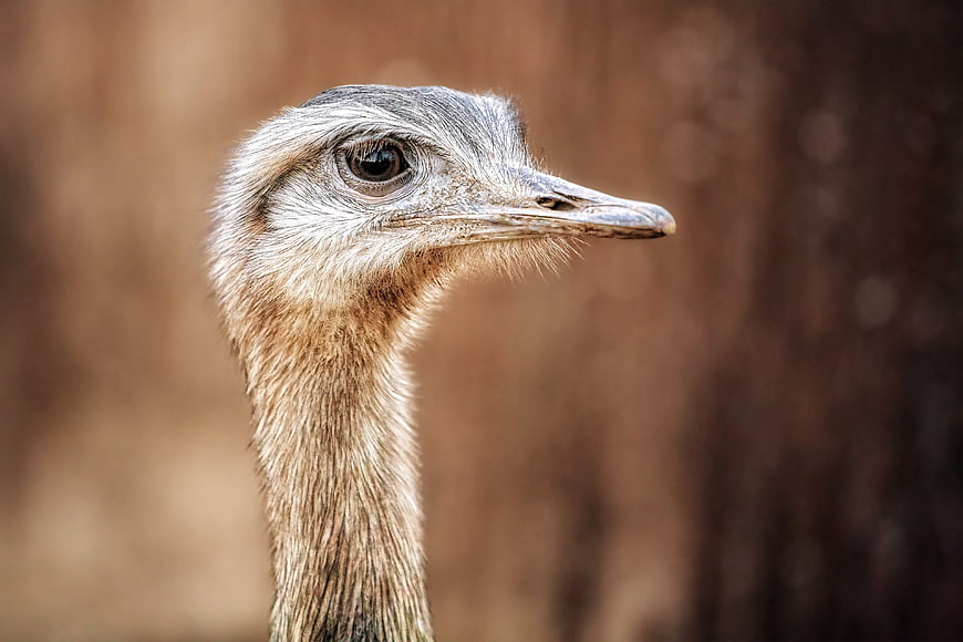 Close-up portrait of a Greater Rhea head and neck in profile