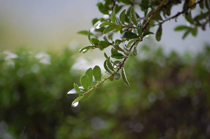 Close-up of green leaves with raindrops on a branch