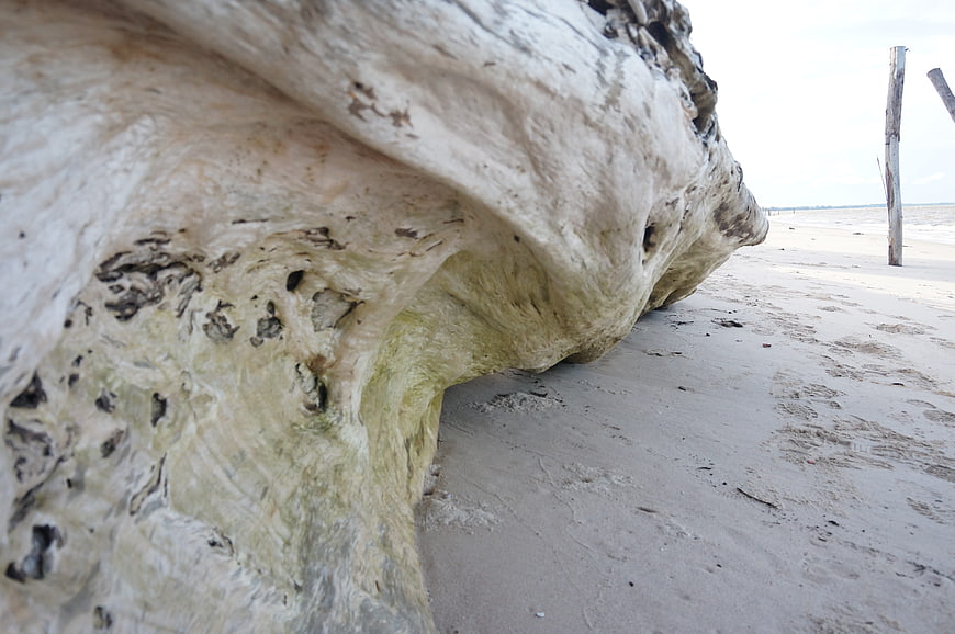 Close-up of weathered driftwood on sandy beach