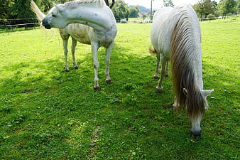 Two White Horses Grazing in Green Pasture